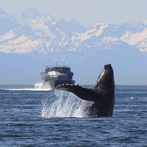 humpback-1132769_1280